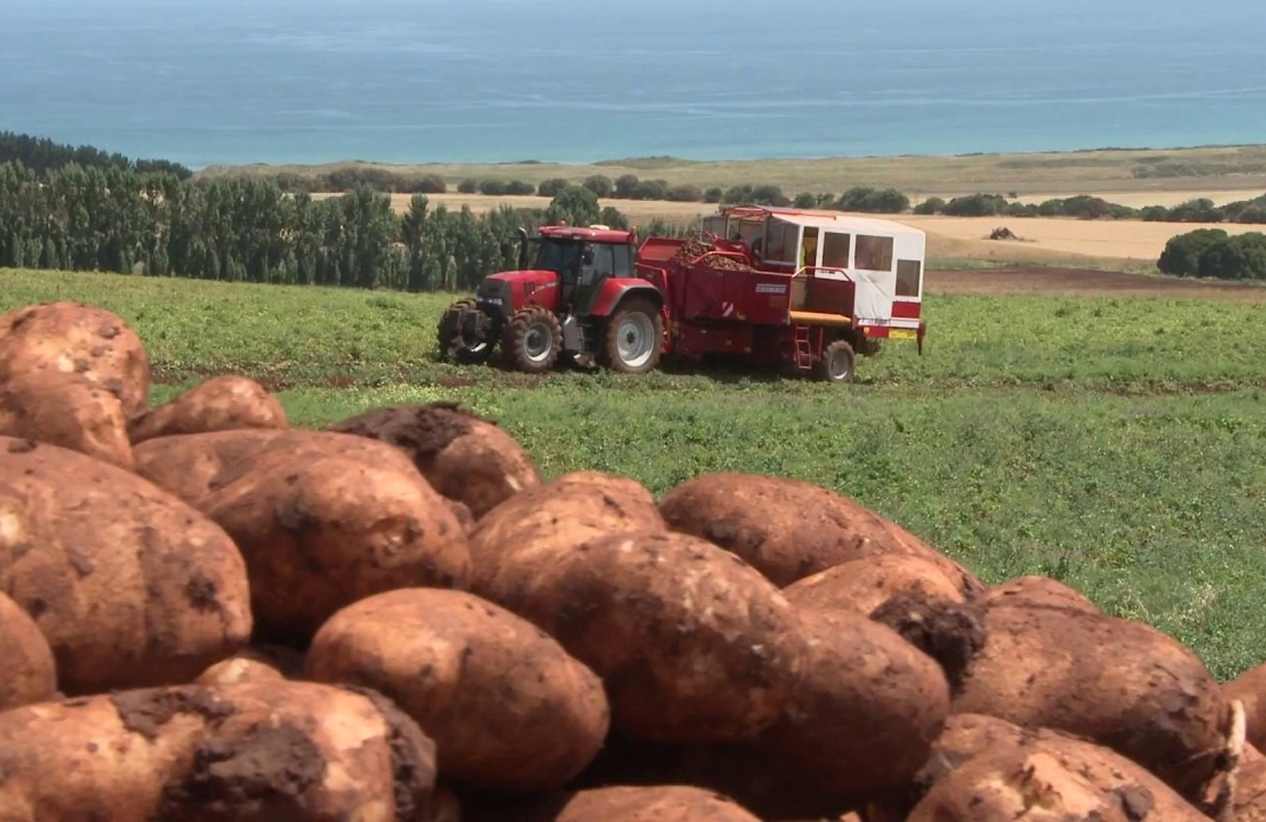 stack of potatoes in the foreground and tractor running through a field in the background on a sunny day